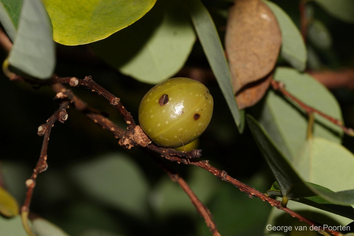 Cleistanthus collinus (Roxb.) Benth. ex Hook.f.